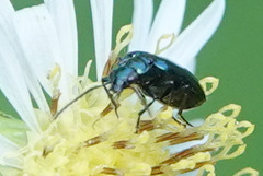 Lebia