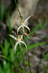 Caladenia capillata