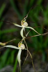 Caladenia capillata
