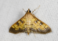 Diacme elealis