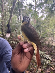 Bleda syndactylus