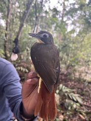 Bleda syndactylus