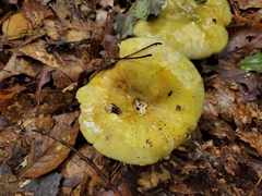 Russula claroflava