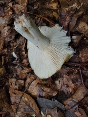 Russula claroflava