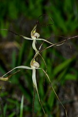 Caladenia capillata
