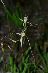 Caladenia capillata
