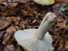 Russula claroflava