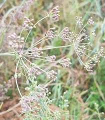 Cenolophium denudatum