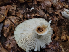Russula claroflava