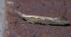 Plutella xylostella