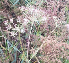 Cenolophium denudatum