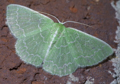 Synchlora frondaria