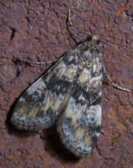 Elophila obliteralis