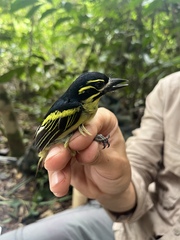 Pogoniulus atroflavus