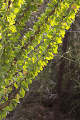 Fouquieria splendens