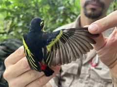 Pogoniulus atroflavus