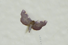 Hypsopygia olinalis