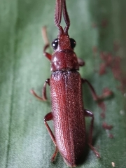 Callirhipidae
