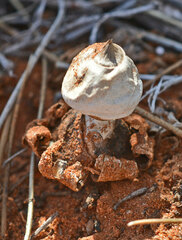 Geastrum pectinatum
