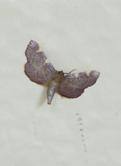 Hypsopygia olinalis