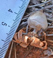 Geastrum pectinatum