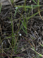 Scleromitrion brachypodum
