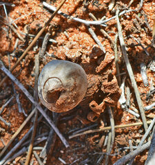 Geastrum pectinatum