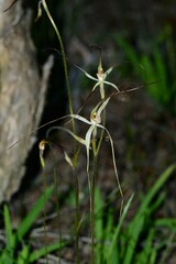 Caladenia capillata
