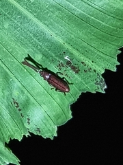 Callirhipidae