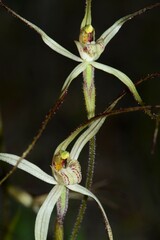Caladenia capillata