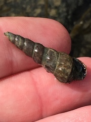 Zeacumantus lutulentus