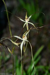 Caladenia capillata