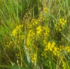 Bupleurum scorzonerifolium