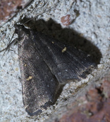 Tetanolita mynesalis