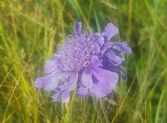 Scabiosa comosa