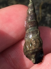 Zeacumantus lutulentus