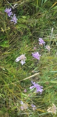 Scabiosa comosa