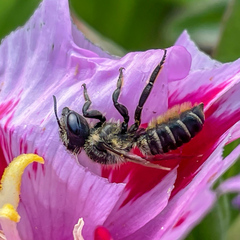 Megachile montivaga