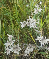 Leontopodium ochroleucum