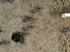 Iridomyrmex sanguineus