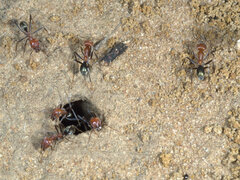 Iridomyrmex sanguineus