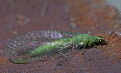 Chrysopa oculata