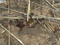 Iridomyrmex sanguineus