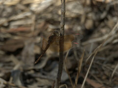 Neurothemis stigmatizans