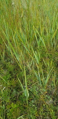 Leymus racemosus