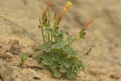 Oxalis pachyrhiza
