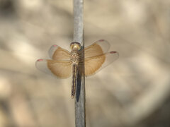 Neurothemis stigmatizans