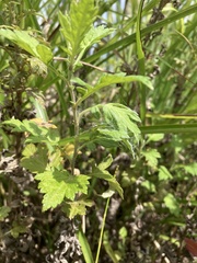 Artemisia princeps
