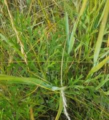 Leymus chinensis