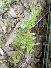 Dryopteridoideae